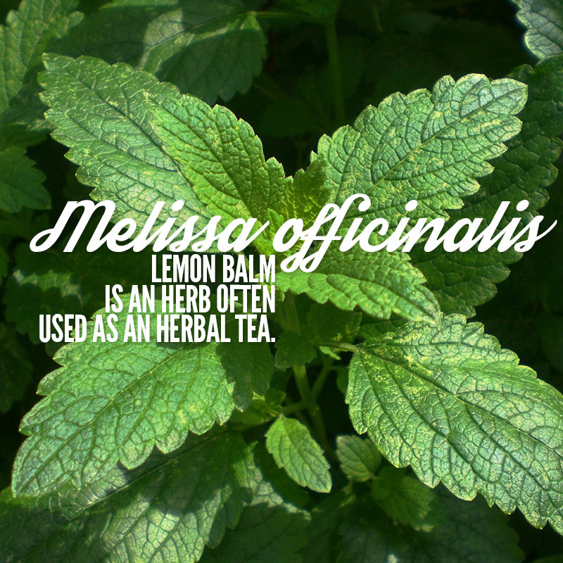 Melissa Tincture--Organic Herbal Extract for Stress, Anxiety and Sadness