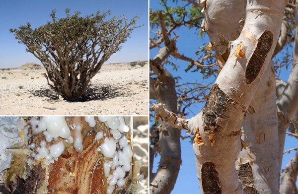 Frankincense Roll-On Essential Oil--for Anxiety and stress, Aromatherapy