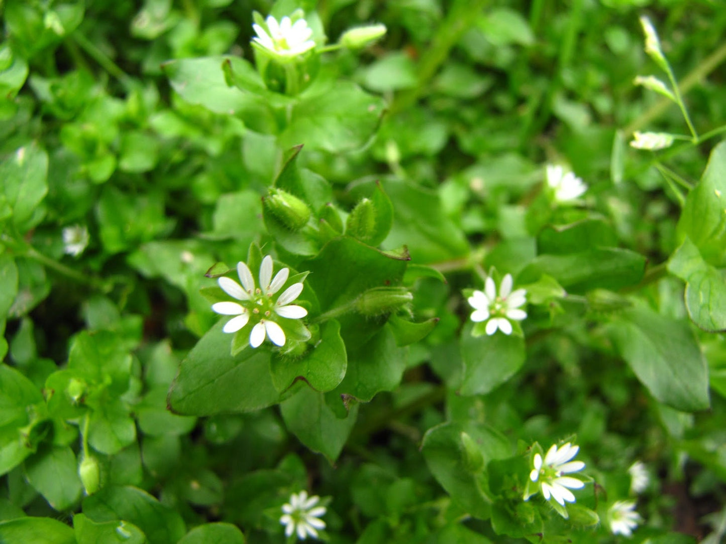 Chickweed Herbal Healing Salve for soothing anti itch relief from bug bites, bee stings, rashes,cradle cap and irritated skin
