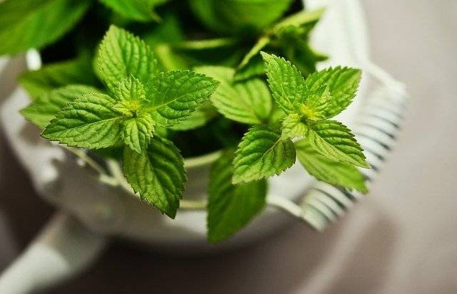 Eucalyptus Mint Soap Cold Process Tallow Soap
