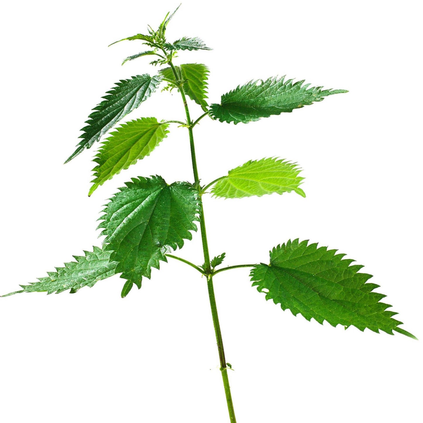 Stinging Nettle Tincture--Organic Herbal Extract for seasonal allergies, UTIs, lactation and adrenal fatigue