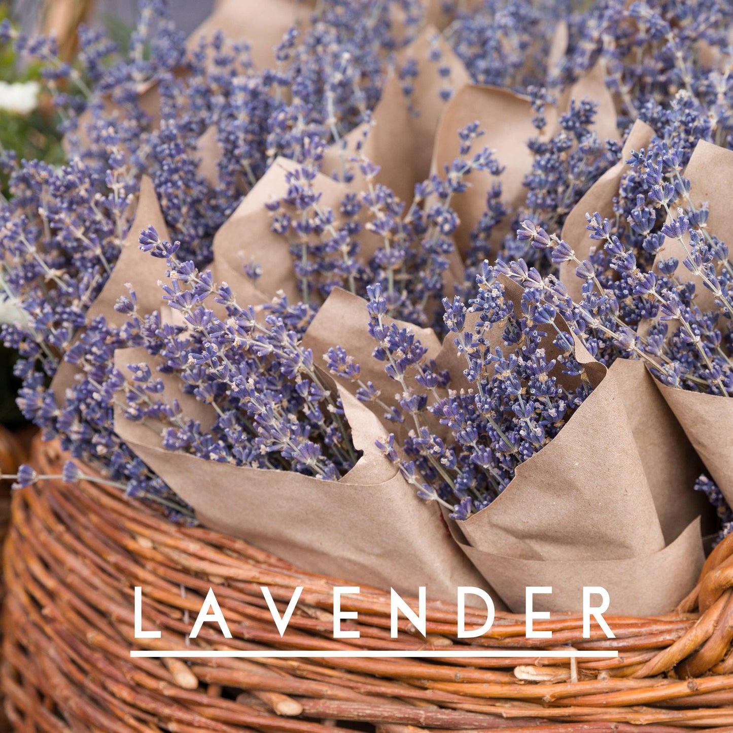 BUG AWAY! Roll-On Essential Oil--for Bug repellent, Aromatherapy