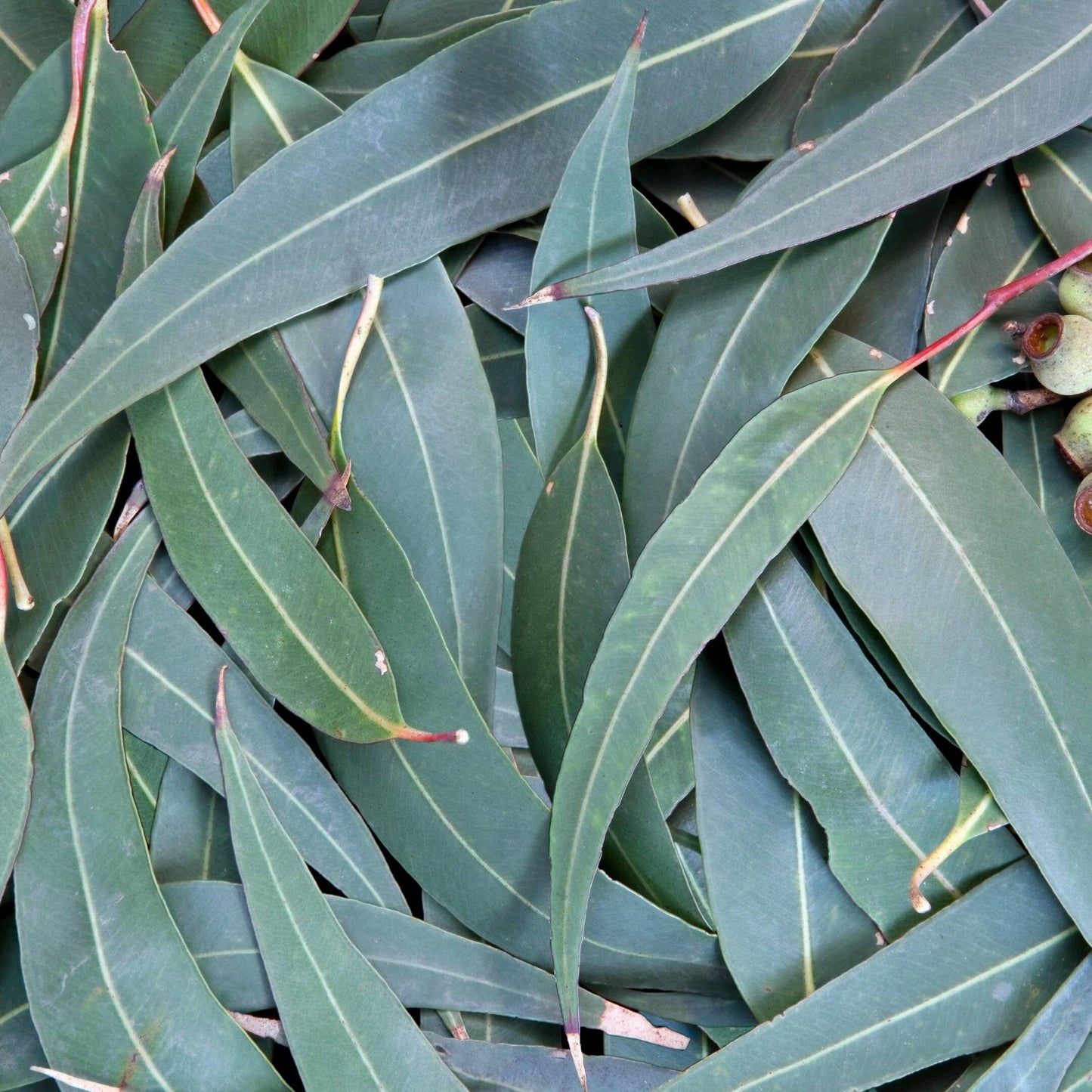 Eucalyptus Chest Rub Herbal Decongestion Salve with Menthol Crystals