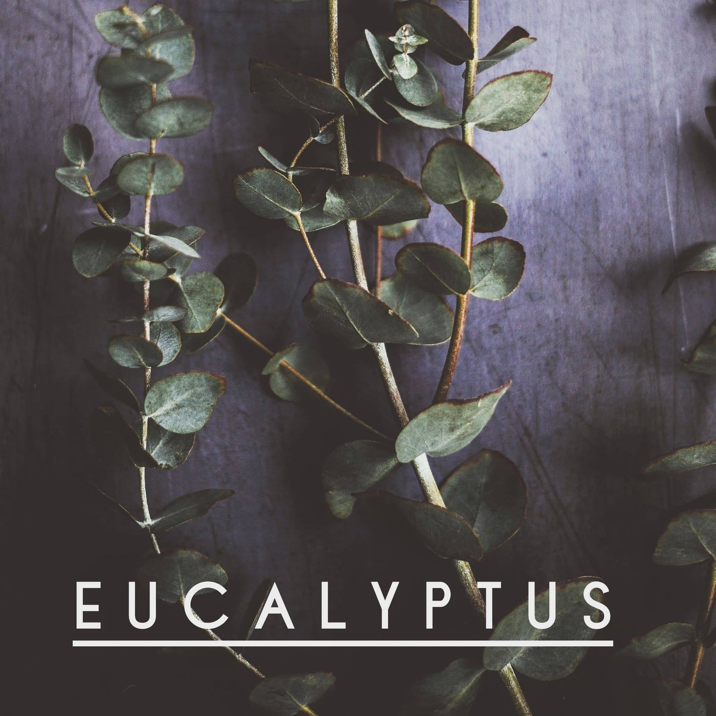 Eucalyptus-- Pure Therapeutic Grade Essential Oil