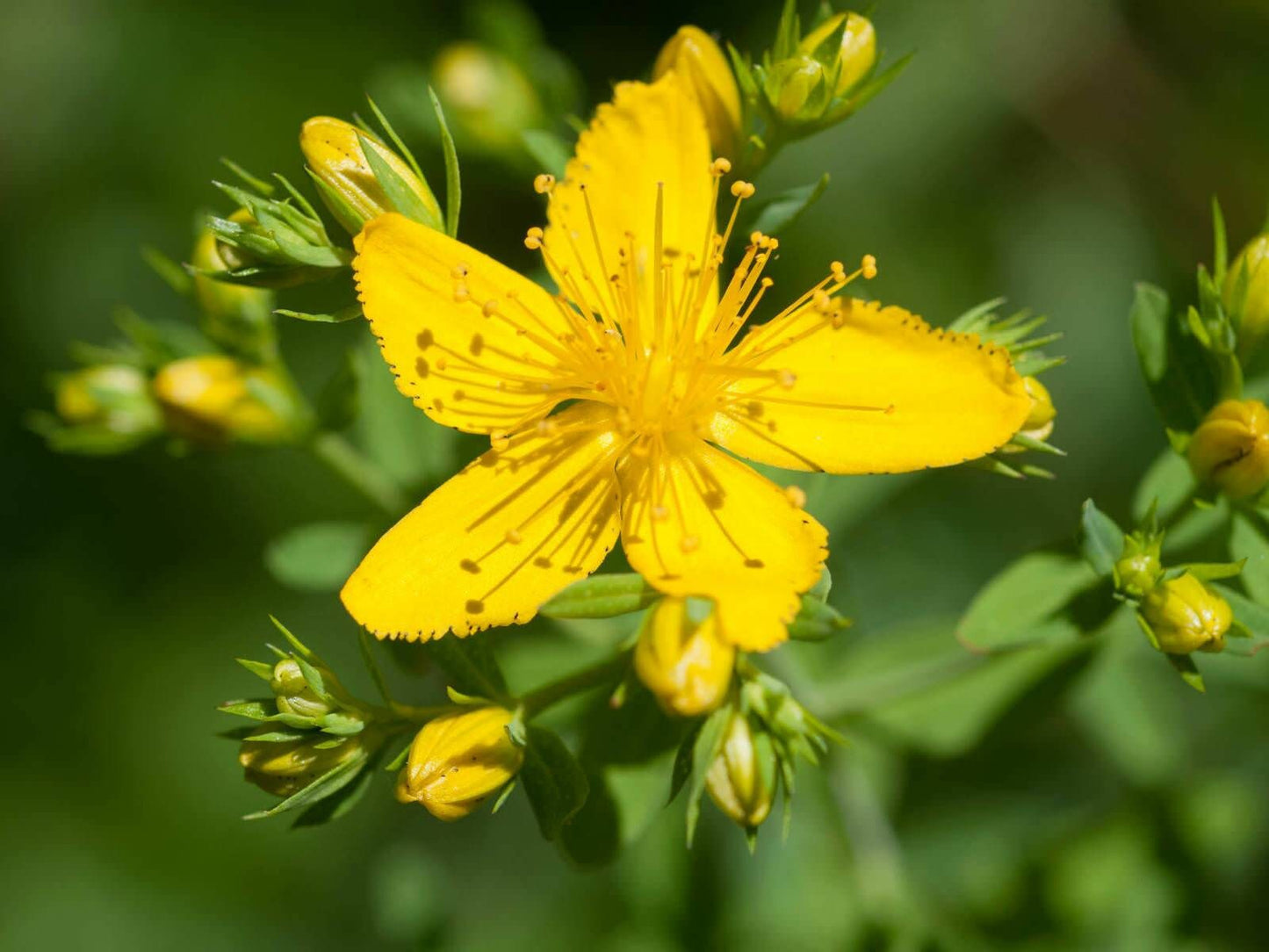 St. John's Wort Tincture--Organic Herbal Extract for nerve pain and sadness