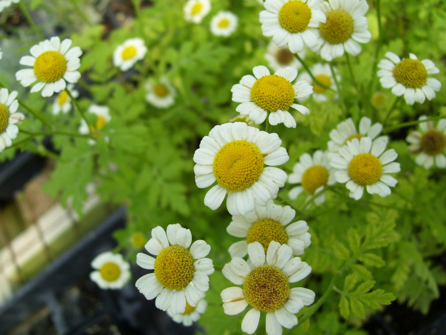 Feverfew Tincture--Organic Herbal Extract  for headaches, migraines and fever relief