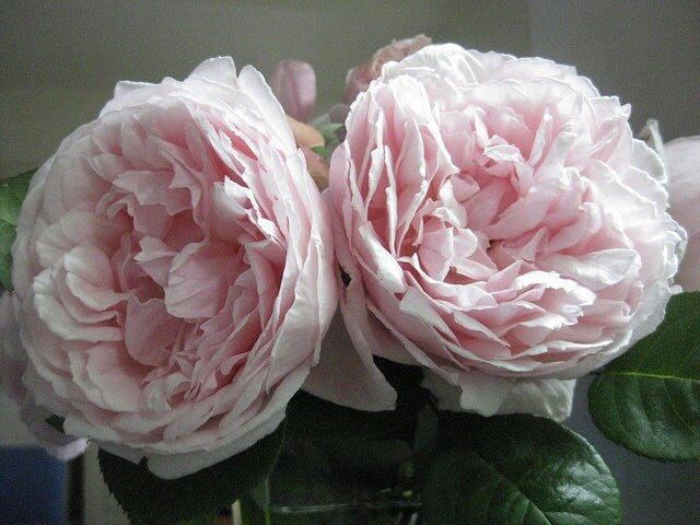 Rose Hydrosol Facial Tonic, Pore minimizer, toning spray, Hydrating spray,  Rose Spray