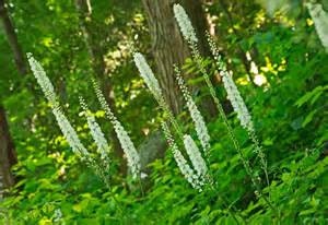 Black Cohosh Tincture--Organic Herbal Extract for Hormonal balance, PMS and Menopause