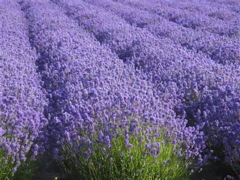 Lavender Extract for adding flavor and medicinal use.