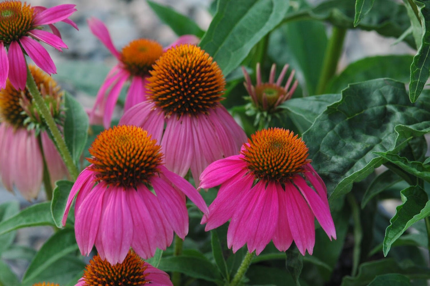 Echinacea Tincture--Organic Herbal Extract for Boosting Immune System