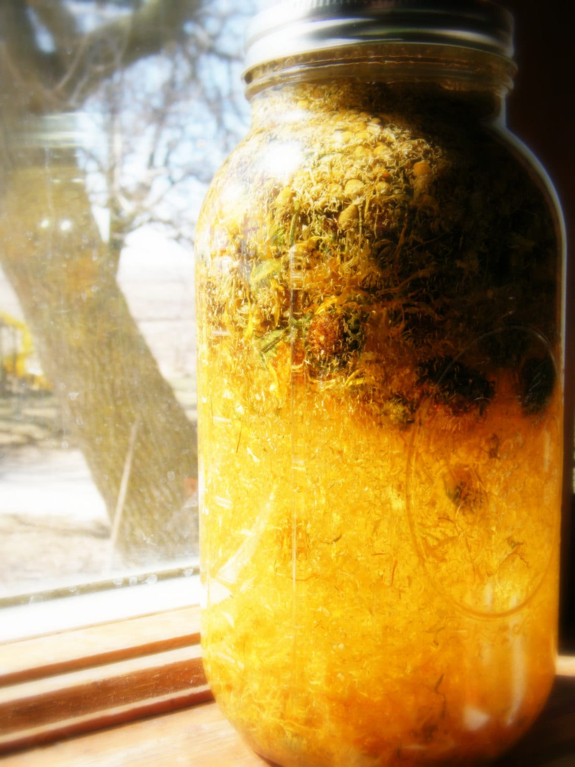 Healing Dog Salve with Calendula for cuts, scratches, wounds, rashes, inflammation, eczema, psoriasis, sore paws and dry cracked skin