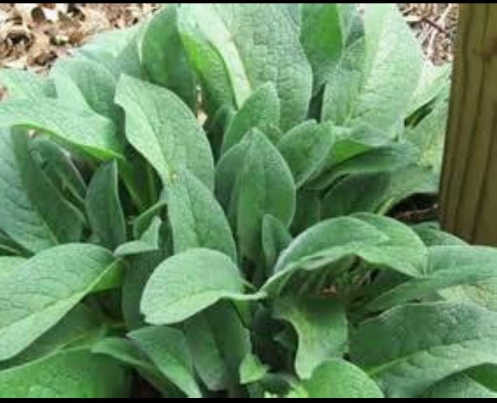 Comfrey Herbal Salve All natural salve for for arthritis pain, joint inflammation and healingi
