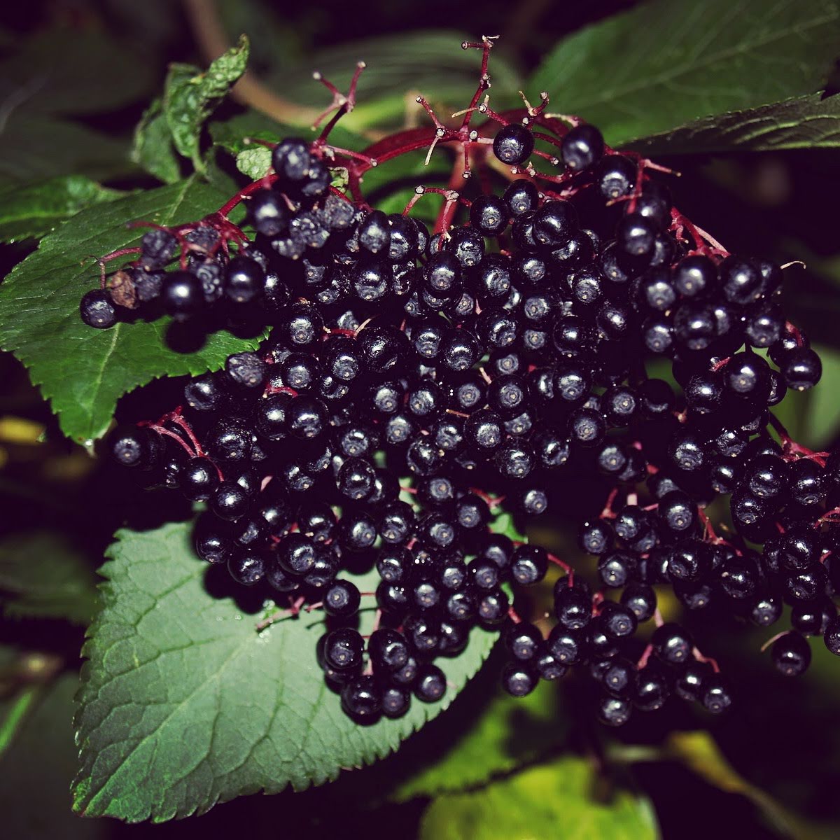 Elderberry tea Caffeine Free Fruity Tea for Healthy Immune System