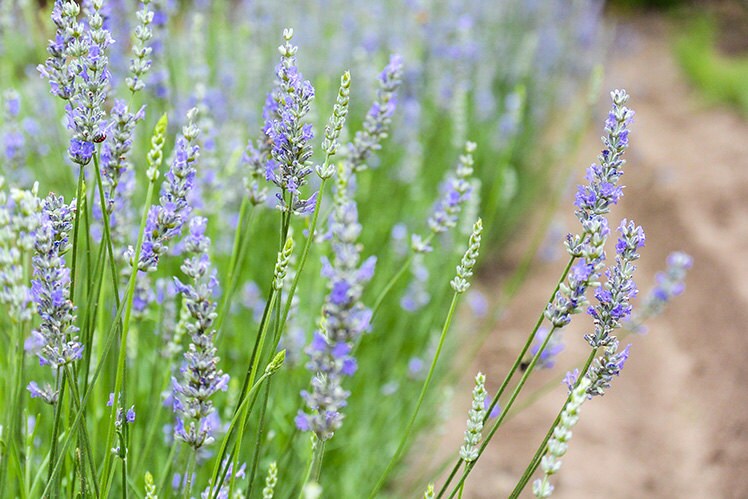 Bug/Bedding Spray For Pets!--All Natural, Deet Free Insect Repellant and bedding spray