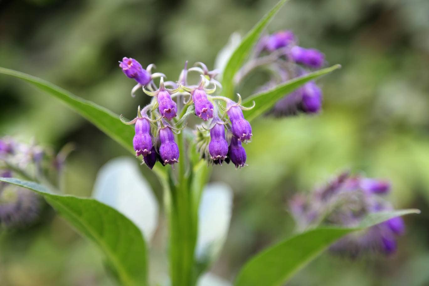 Comfrey Herbal Salve All natural salve for for arthritis pain, joint inflammation and healingi