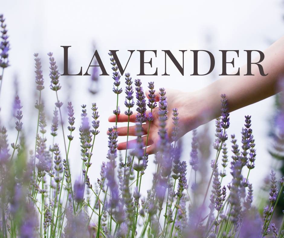 Lavender & Oregano Herbal Salve for acne and fungal infections such as athlete's foot, dandruff, ringworm, toenail fungus, jock-itch