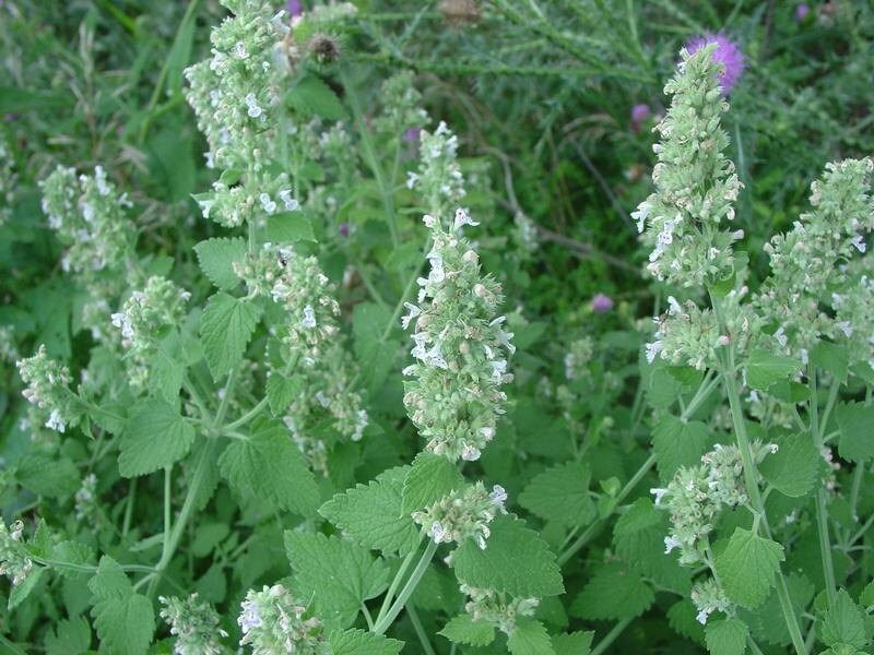Bug Away! Spray--All Natural, Deet Free Insect Repellant, Made with Catnip Oil! Ticks, mosquitoes,  fleas, flies, ants, spiders and mice!