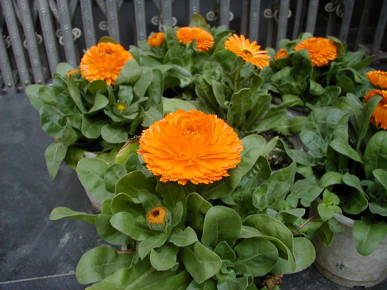 Calendula Herbal Salve, All Purpose Salve for Healing cuts, scratches, wounds, burns, diaper rash, acne, eczema, psoriasis, dry chapped skin